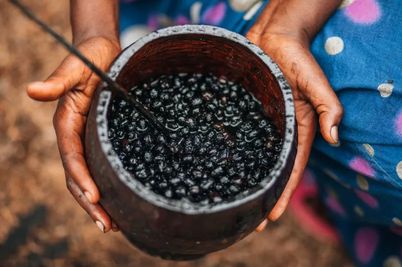 Com apoio do MIT, SENAI/SC pesquisa otimização do açaí